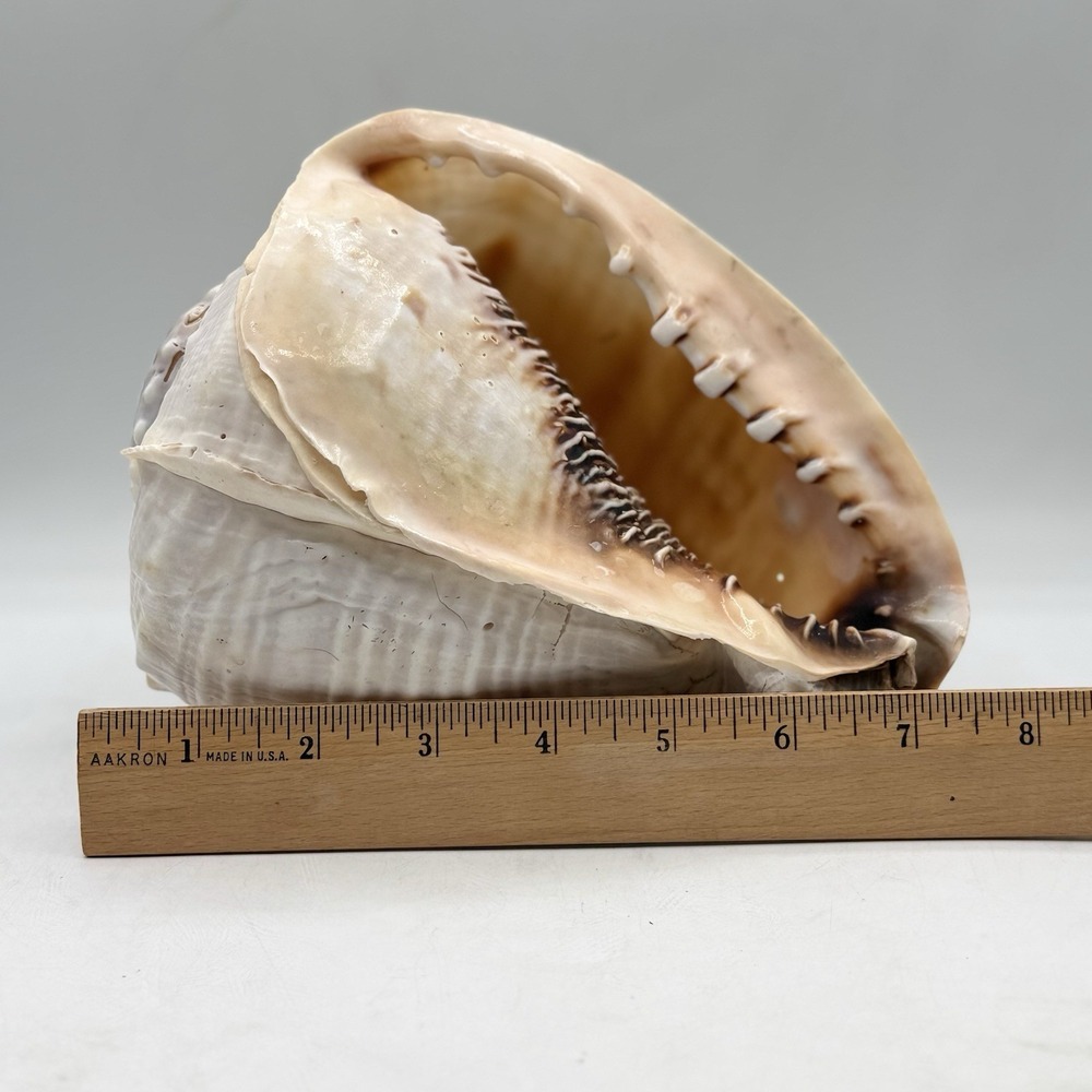 Large Vintage King Helmet Conch Shell 8.5" Cassis Tuberosa Nautical Coastal